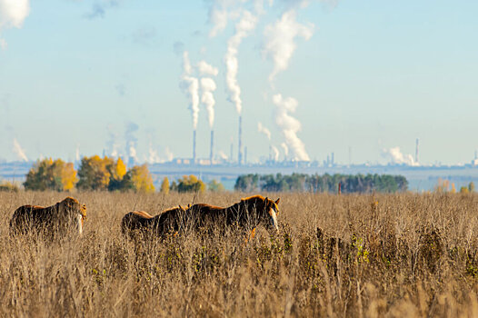 «Россияне любят природу, но платить за ее сохранение не готовы»: Колонки экологии ➕1, 16.11.2022