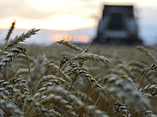 Исторический рекорд по урожаю зерновых поставили аграрии Ишимского округа