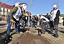 В Омской крепости высадили 60 кленов в честь спортсменов