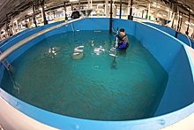 В Югре изобрели аэратор, который повышает выживаемость рыбы на 40 процентов