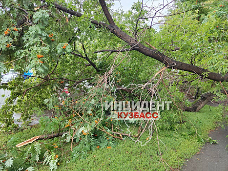 Дерево упало на автомобиль в центре Кемерова
