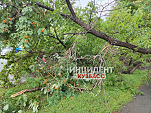 Дерево упало на автомобиль в центре Кемерова