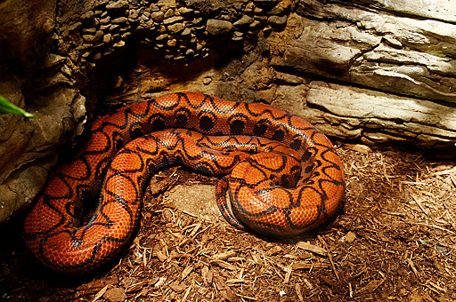 Заглавное изображение Зоопарк Центрального парка