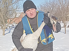 Лебедь умер от холода в Родионово-Несветайском районе, еще одного спасли