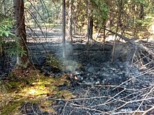 В Подмосковье прибытие огнеборцев на лесные пожары сократилось с трех часов до часа