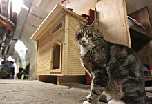 Ролик с вежливыми котами из Красноярска собрал 51 млн просмотров
