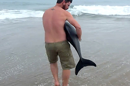 Спаситель выброшенного на берег дельфина стал звездой интернета