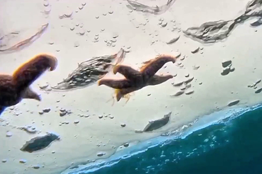 Российский дайвер показал морские звезды на внутренней стороне льда в Приморье