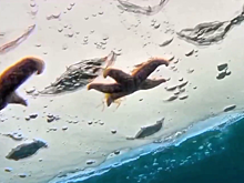 Российский дайвер показал морские звезды на внутренней стороне льда в Приморье