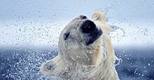 Морской биолог Пол Никлен сделал удивительные фотографии белых медведей, которые вызовут у вас улыбку, сочувствие, радость и то самое чувство «ми-ми-ми», которого нам порой так не хватает