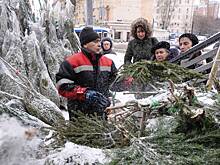 Россиянам напомнили о запрете срубать елки