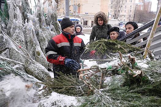 Россиянам напомнили о запрете срубать елки