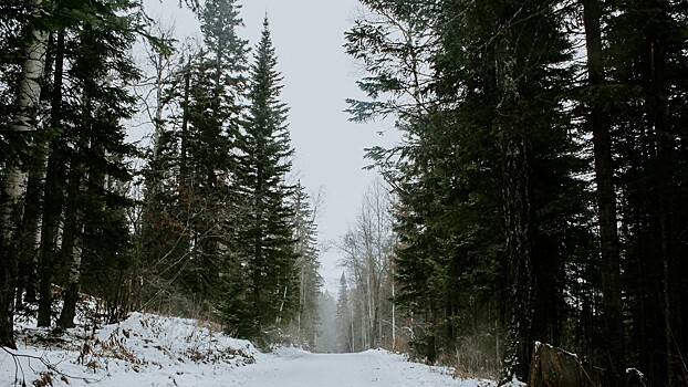 В Рослесхозе прокомментировали слух о вырубке Китаем сибирских лесов