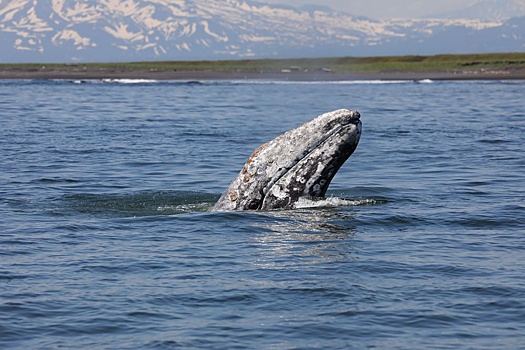Камчатский каталог китообразных пополнили 127 серых китов