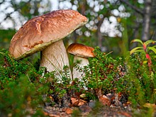 Жителям Подмосковья предсказали грибной бум из-за таяния снега