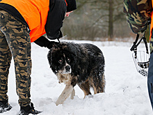 В Коми завели дело о халатности при отлове бродячих собак