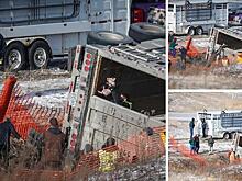 Грузовик с 1700 поросятами перевернулся в США