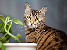 Выявлен механизм формирования узора кошачьей шерсти