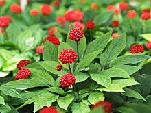 В Китае начали переработку лекарственных трав из России