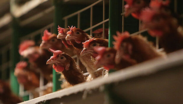 Россия начала поставки мяса птицы в Китай