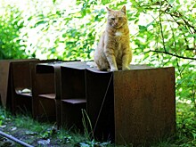 В Санкт-Петербурге отрывается Пятый кинофестиваль
