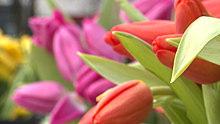 Тюльпаны и не только: какие цветы можно приобрести к 8 Марта на улицах Калининграда