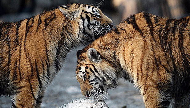 В Хабаровском крае увеличилась численность амурского тигра