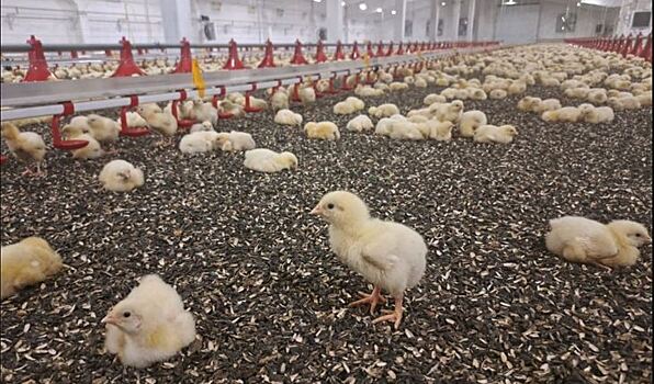 В Башкортостане восстановили производство на крупной птицефабрике