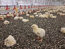 В Башкортостане восстановили производство на крупной птицефабрике