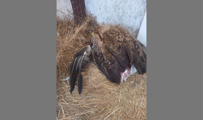 В Волгоградской области спасают раненого краснокнижного орлана