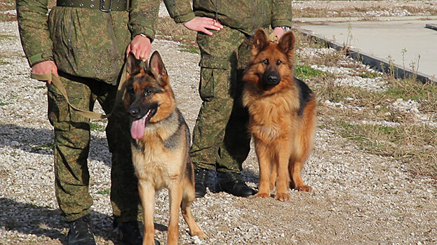 "Лохматый" караул: как тренируют собак на российской военной базе в Абхазии