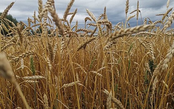 Пшеница создает устойчивую к болезням почву