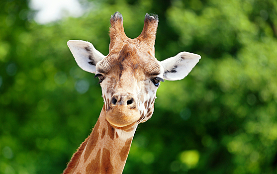 Самые забавные видео с жирафами: смотрим и умиляемся