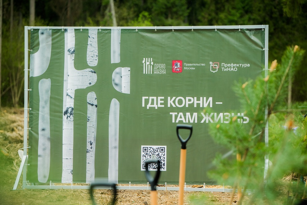 Волонтеры высадили более 466 тысяч деревьев с начала 2025 года