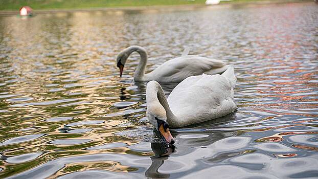 Птенцы редких черношейных лебедей вылупились в Московском зоопарке