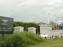 Bentley нарастит производство меда после рекордного урожая