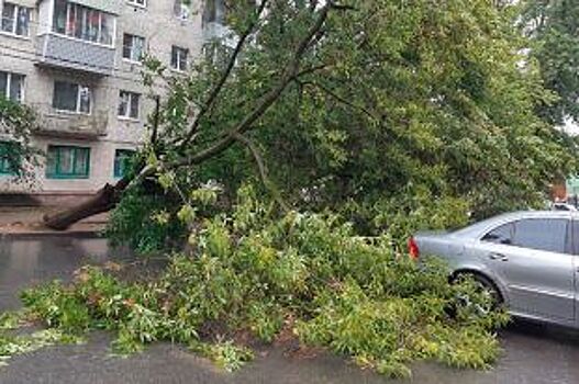 В Ярославле упавшие из-за ветра деревья смяла два автомобиля