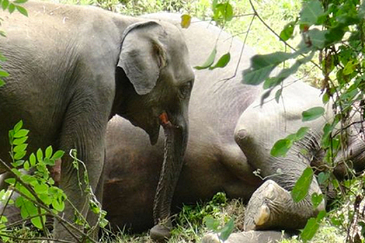 Слоненок отчаянно пытался разбудить убитую мать и попал на видео