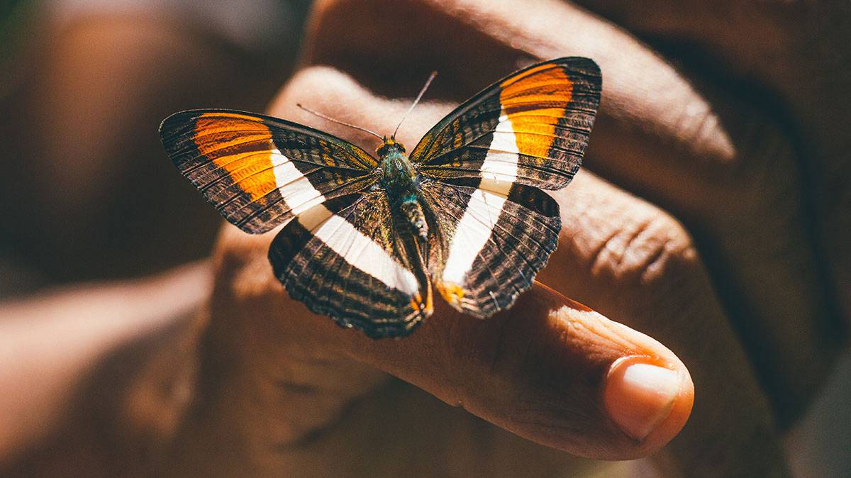 День превращения в бабочку и День рождения русской тельняшки: какие праздники отмечают в России и мире 19 августа