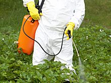 Главные симптомы отравления пестицидами