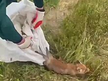 Лисят, которых мать принесла в детский лагерь в Крыму, выпустили на волю