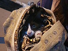 Глава Балакова спас котенка, который три дня сидел на дереве