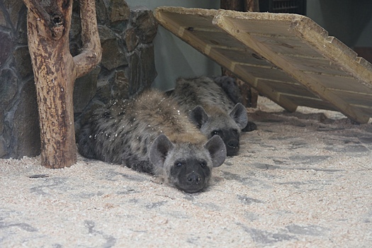 В зоопарке Ижевска появились пятнистые гиены