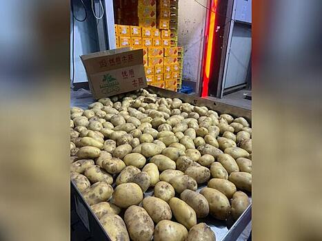 Около 33 тысяч тонн китайского картофеля поступило в регион