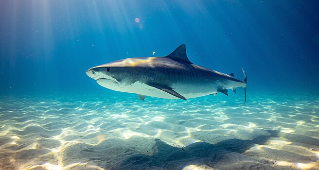 Полмиллиона акул убьют ради вакцины от COVID