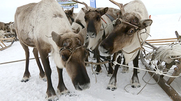Огненное шоу, ненецкая свадьба, золотой голос Ямала: в Яр-Сале прошел День оленевода