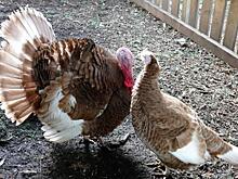 Индейка без документов чуть не «долетела» до приморцев