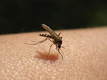 Единственный в Исландии комар пережил снегопад и похолодание