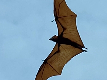 У летучих мышей в России нашли коронавирус