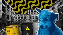 Голубые собаки. Кто виноват и что на самом деле произошло в Дзержинске